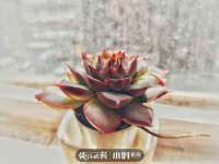 保定安双商贸有限公司