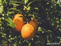 保定安双商贸有限公司